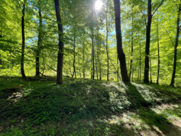 Freihand Gartengestaltung